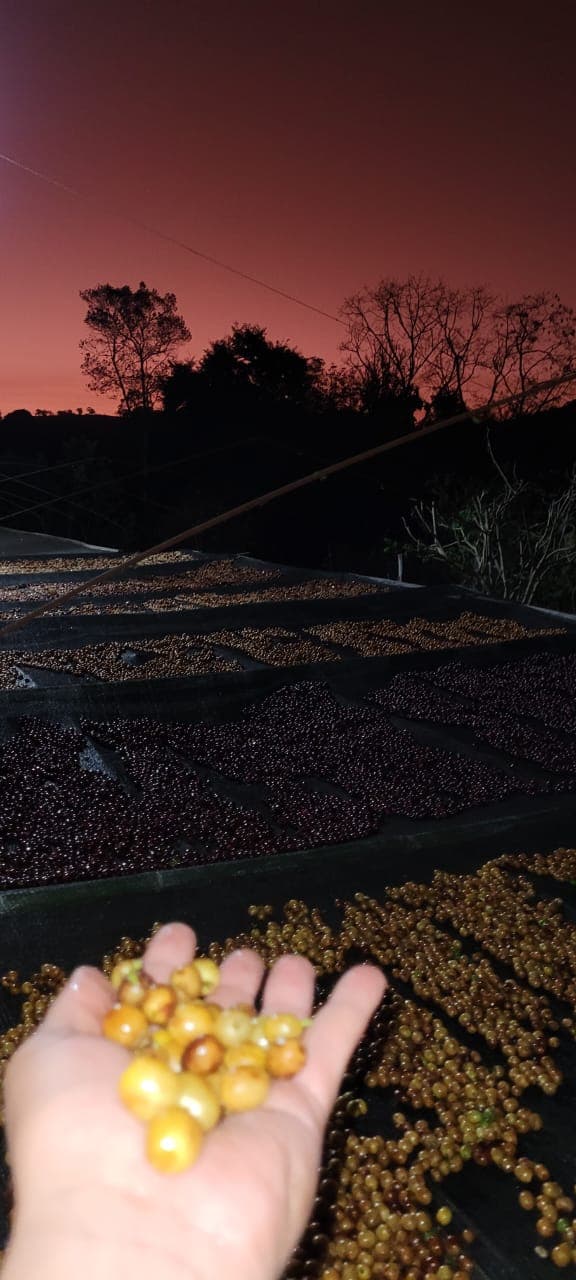 Cerejas Catuaí Amarelo no terreiro ao entardecer