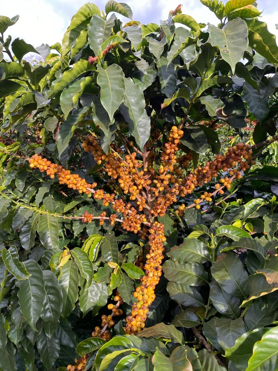 Cerejas no Sítio Lagoinha