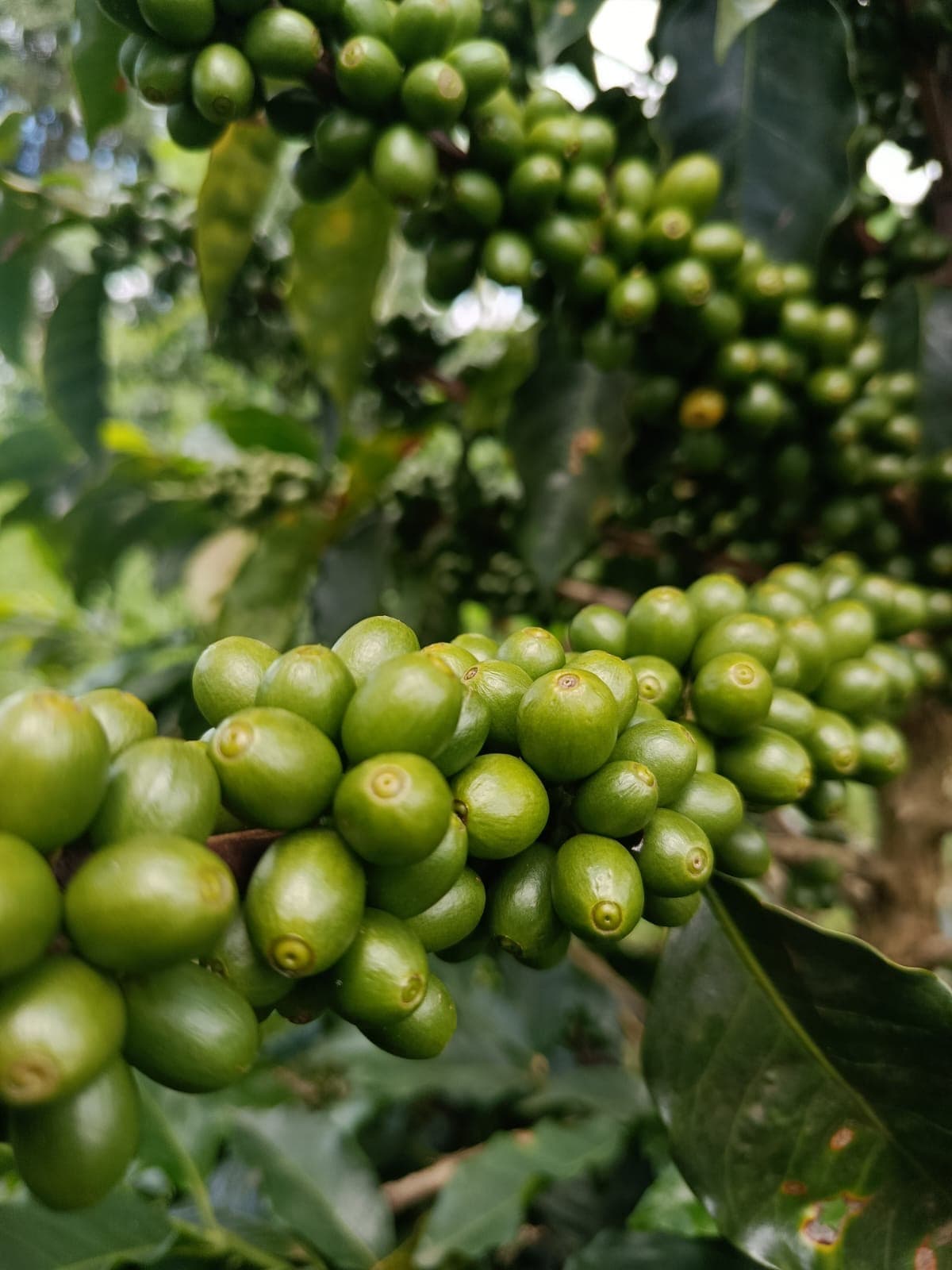 Cerejas verdes no pé — Sítio Lagoinha