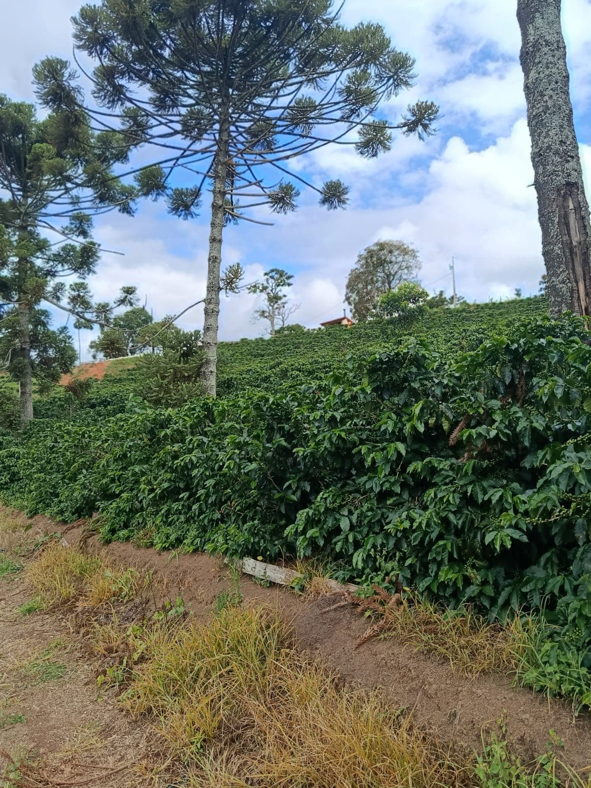 Sítio Lagoinha — Caldas – MG