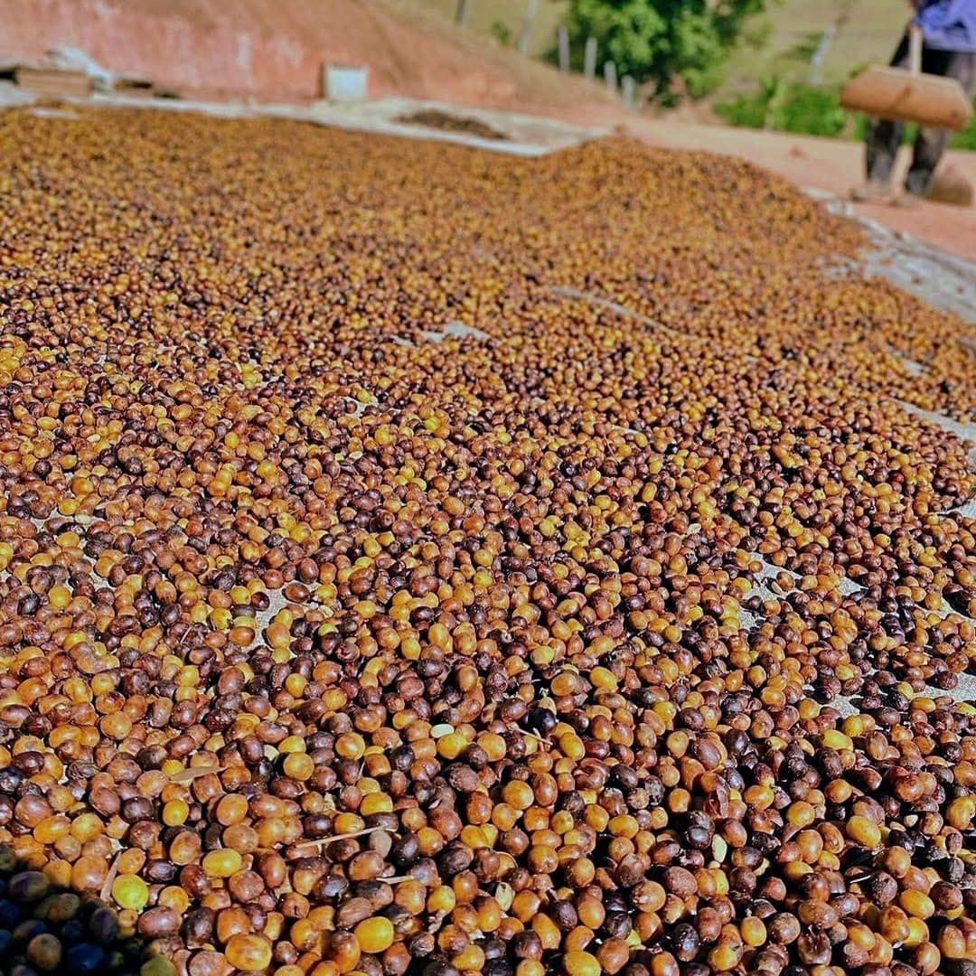 Terreiro de secagem natural — Sítio Lagoinha
